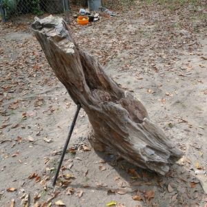 Large petrified log with lots of character